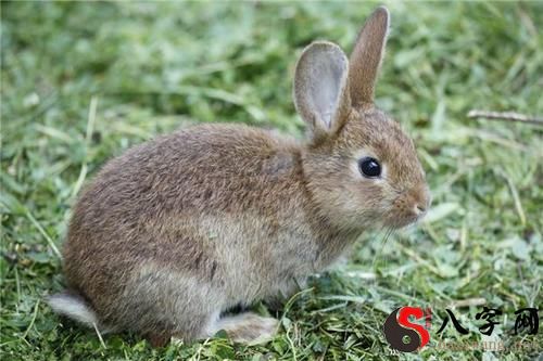 梦见兔子丢了